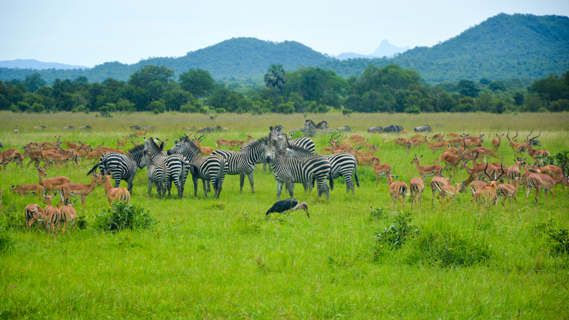 Mikumi wildlife