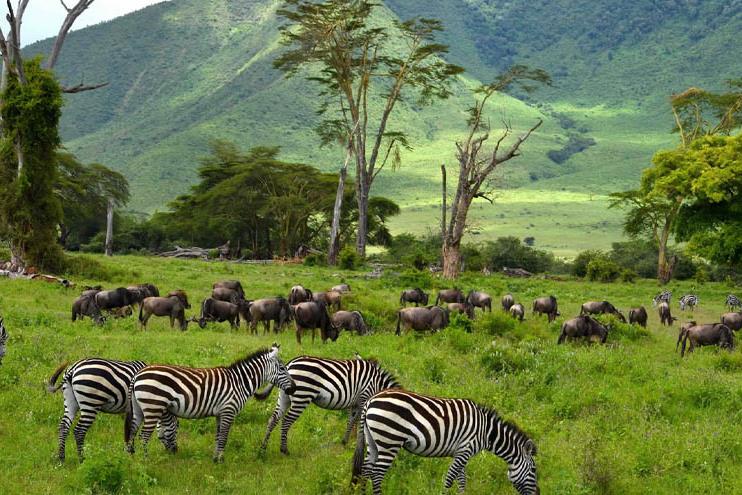 Crater wildlife