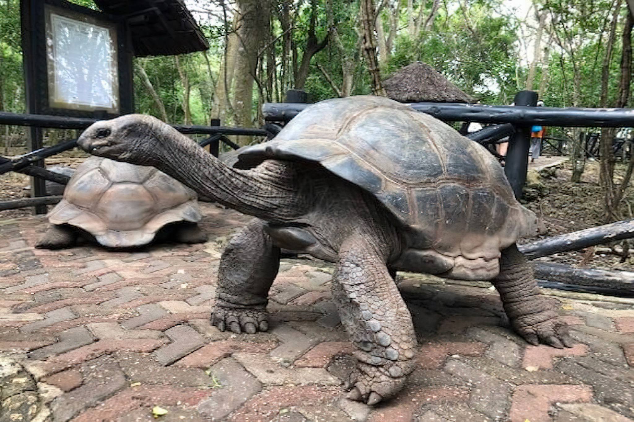 Giant tortoises